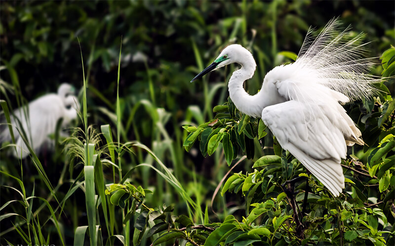 Rameshwaram Water Bird Sanctuary