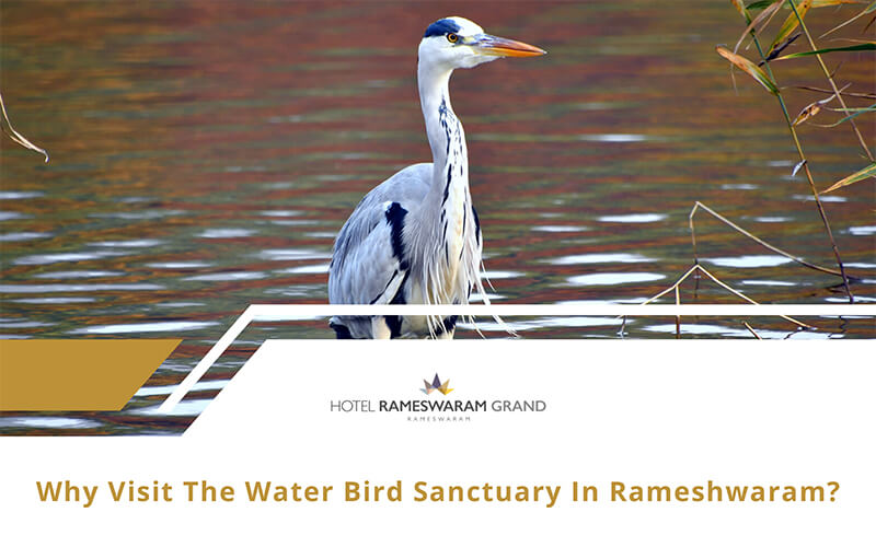 Water Bird Sanctuary Rameshwaram