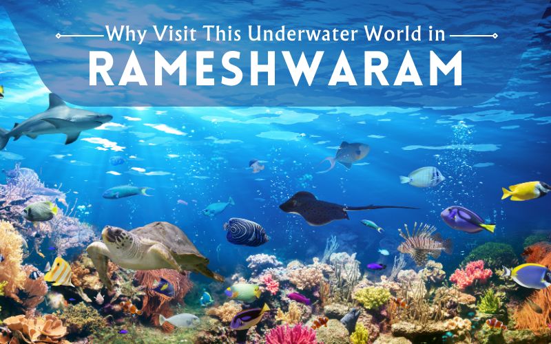 Underwater World in Rameswaram